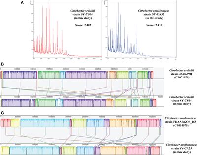 Emergence of plasmid-mediated colistin resistance mcr-3.5 gene in Citrobacter amalonaticus and Citrobacter sedlakii isolated from healthy individual in Thailand